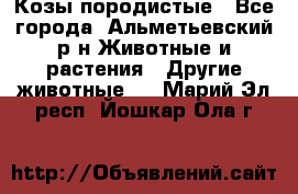 Козы породистые - Все города, Альметьевский р-н Животные и растения » Другие животные   . Марий Эл респ.,Йошкар-Ола г.